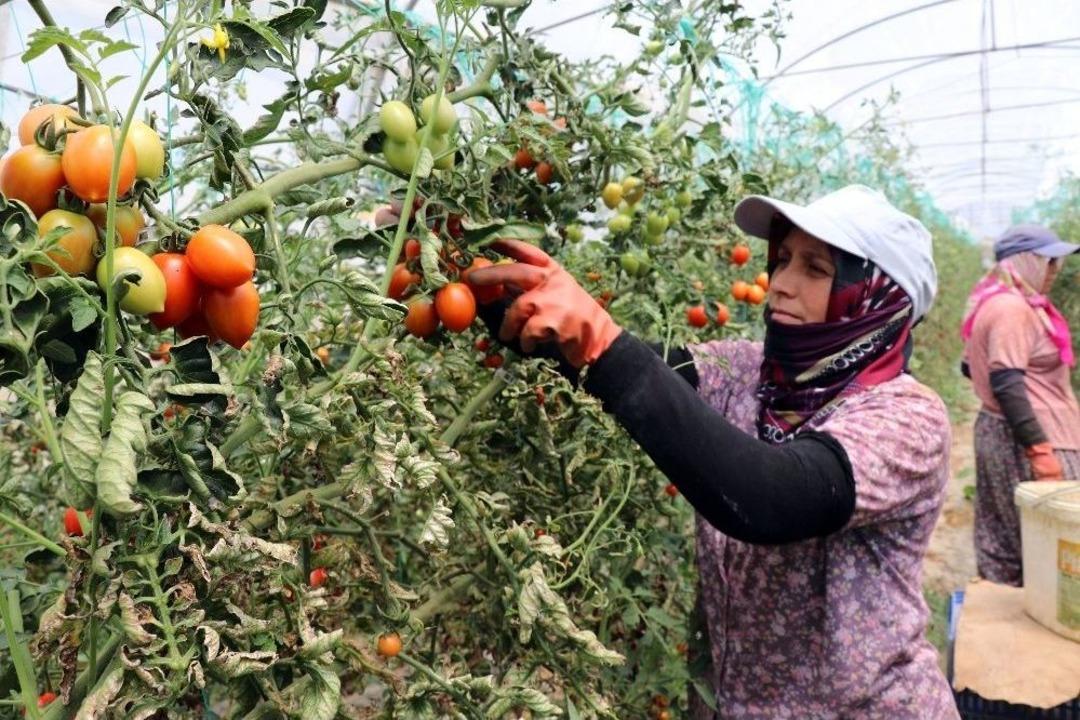 Gazipaşa Domatesi D&uuml;nyaya Dağılıyor