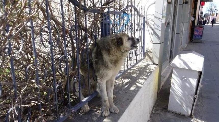 İtfaiye, Demir Parmaklıklara Sıkışan K&ouml;peği Kurtardı