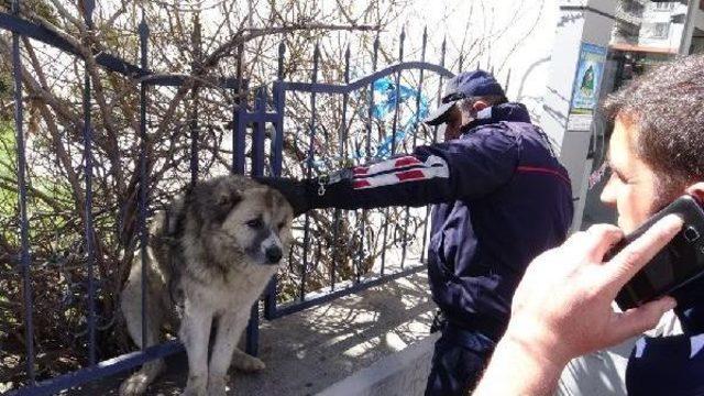 İtfaiye, Demir Parmaklıklara Sıkışan Köpeği Kurtardı