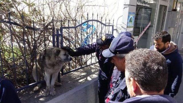 İtfaiye, Demir Parmaklıklara Sıkışan Köpeği Kurtardı