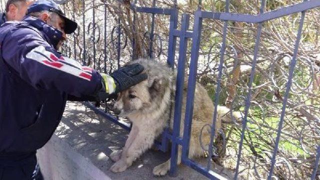 İtfaiye, Demir Parmaklıklara Sıkışan Köpeği Kurtardı