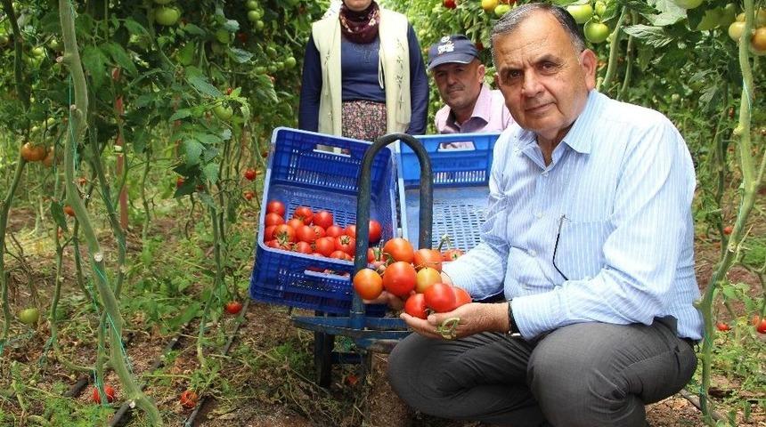 &Uuml;reticiler Domatesteki Fiyat Artışından Memnun