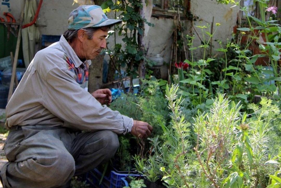(&ouml;zel Haber) Hayatını Şifalı Bitkilere Adadı