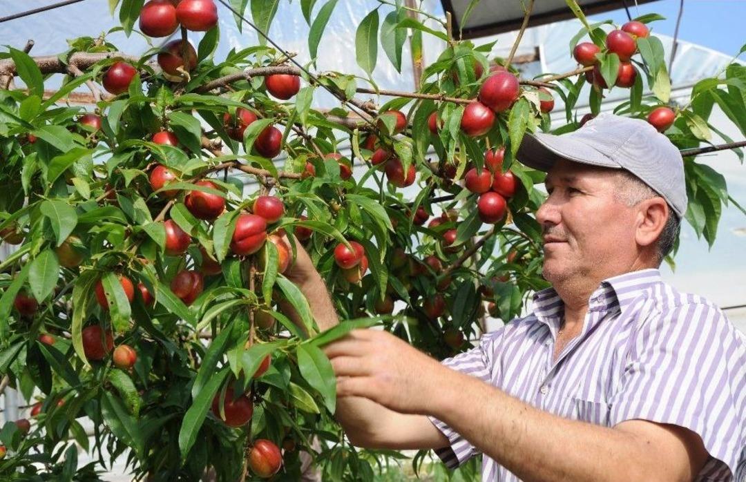 Nektarin Kızardık&ccedil;a &Uuml;reticisi G&uuml;ld&uuml;