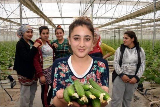 Diyarbakır'da Seracılar Salatalık Üretimine Ağırlık Verdi