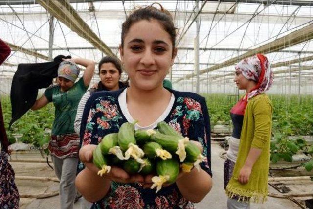 Diyarbakır'da Seracılar Salatalık Üretimine Ağırlık Verdi