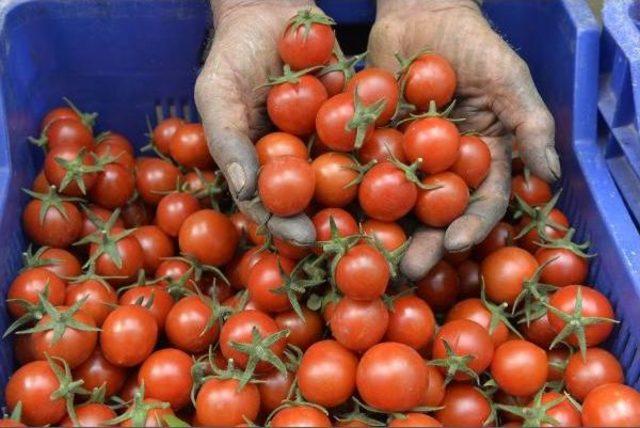 Her 100 Dolarlık Domates Ihracının 70 Dolarını Sağlayan Rusya Sıfır &Ccedil;ekti 1