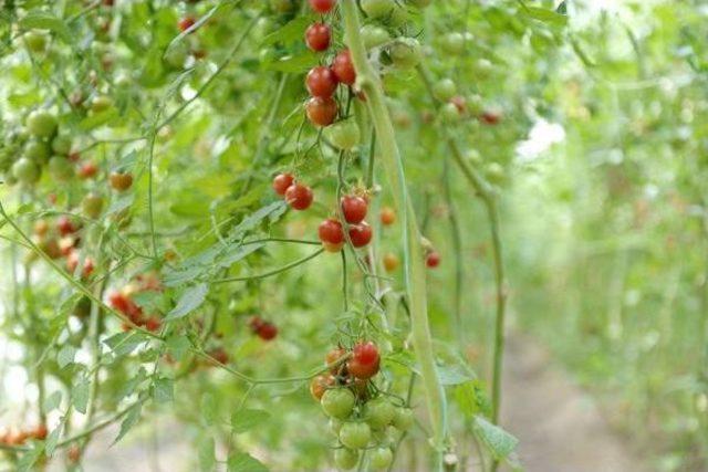 Her 100 Dolarlık Domates Ihracının 70 Dolarını Sağlayan Rusya Sıfır &Ccedil;ekti 2