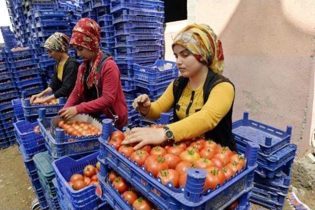 Her 100 Dolarlık Domates Ihracının 70 Dolarını Sağlayan Rusya Sıfır &Ccedil;ekti 3