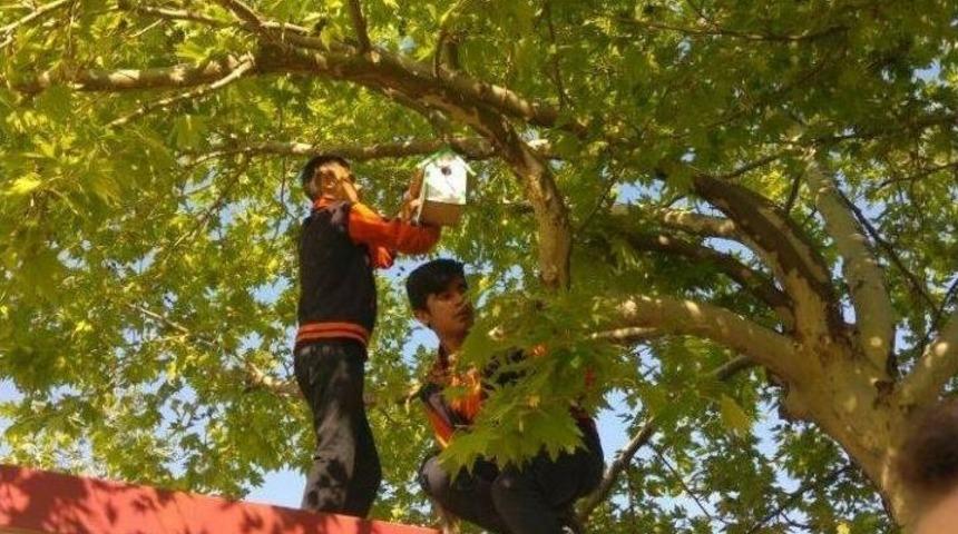 &Ouml;ğrenciler, &ldquo;kuşlar Yuvaya&rdquo; Projesini Hayata Ge&ccedil;irdi