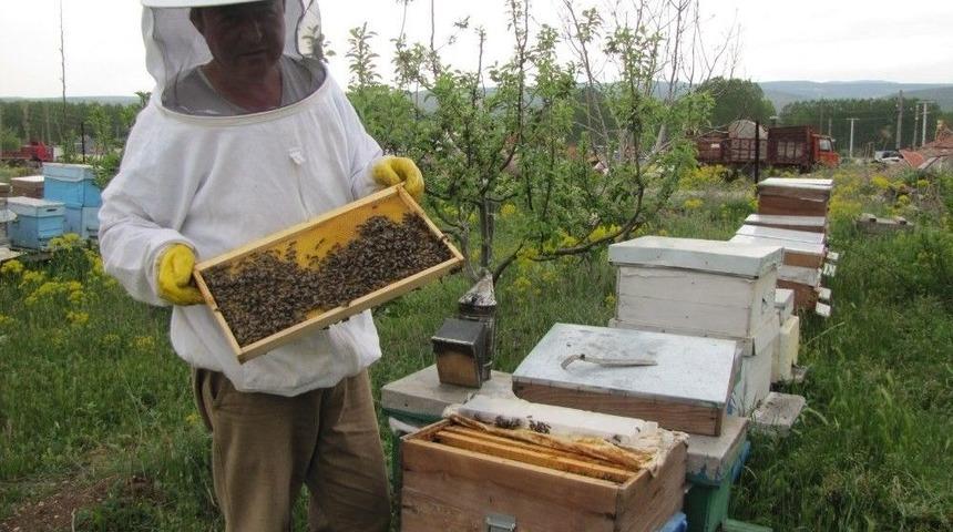 Arılara İlkbahar Bakımı