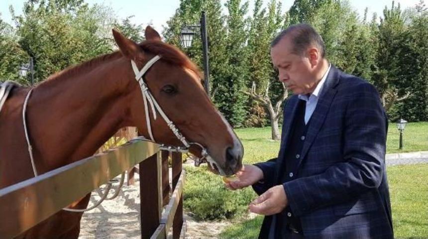 Mustafa Varank, Cumhurbaşkanı Erdoğan'ın At Binerken Fotoğraflarını Paylaştı