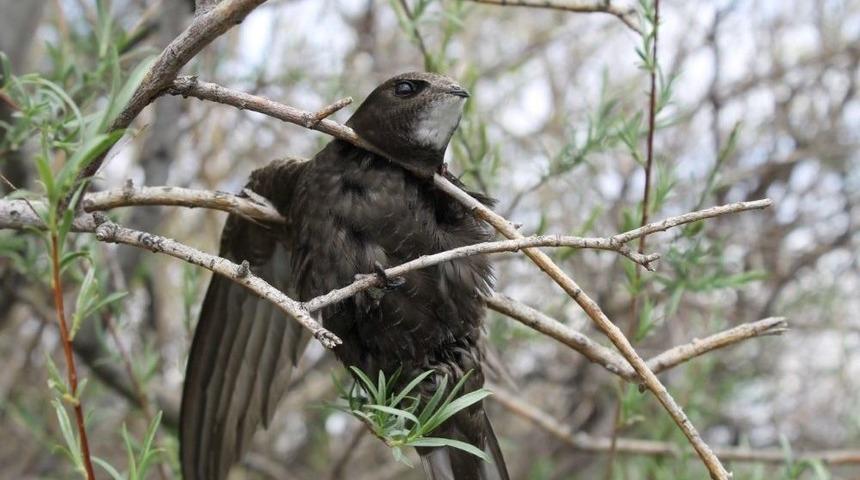 Ebabil Kuşu Iğdır&rsquo;da İlk Defa Halkalandı