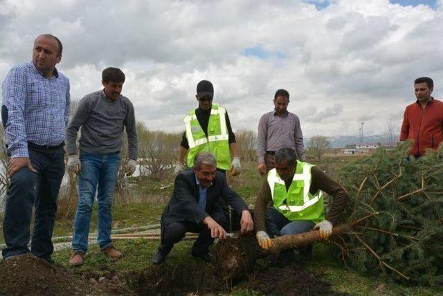 Ardahan’da Fidan Dikim Çalışması Aralıksız Devam Ediyor