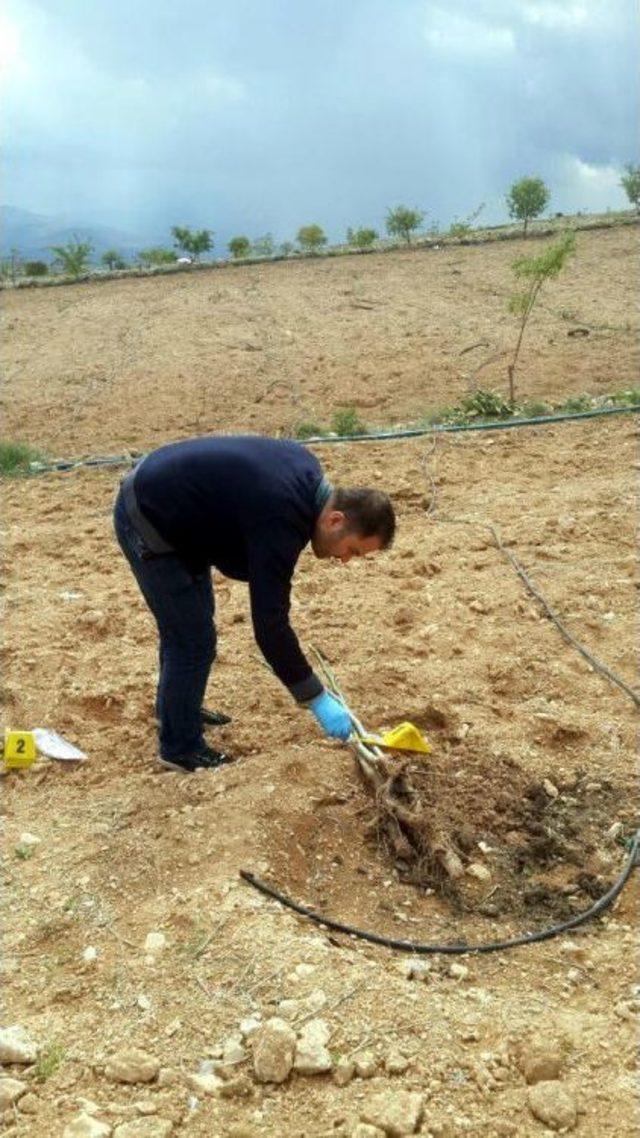 Bahçede Dikili Ceviz Fidanlarını Çaldılar