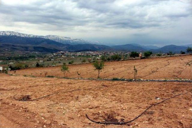 Bahçede Dikili Ceviz Fidanlarını Çaldılar