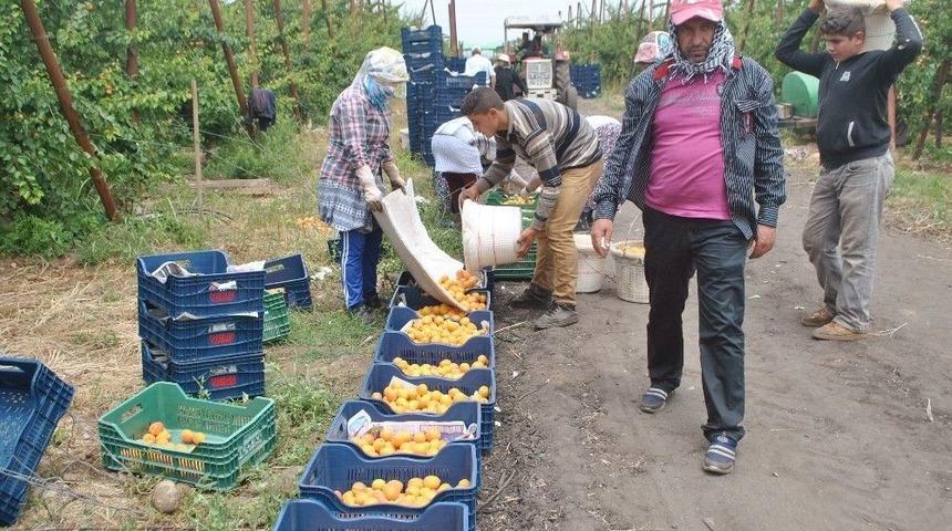 Hatay&rsquo;da Kayısı Hasadı Başladı