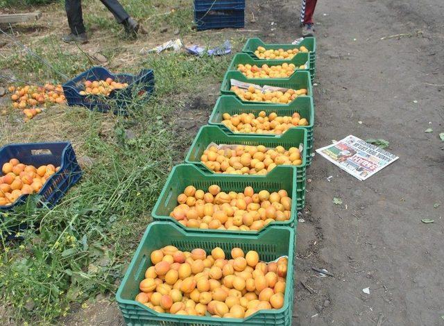 Hatay&rsquo;da Kayısı Hasadı Başladı 1