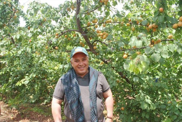 Hatay&rsquo;da Kayısı Hasadı Başladı 2