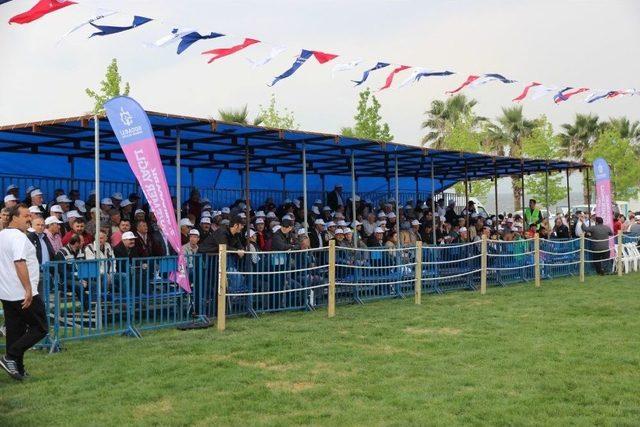 9. Sekapark Altın Kemer Yağlı Güreşleri Başladı 2