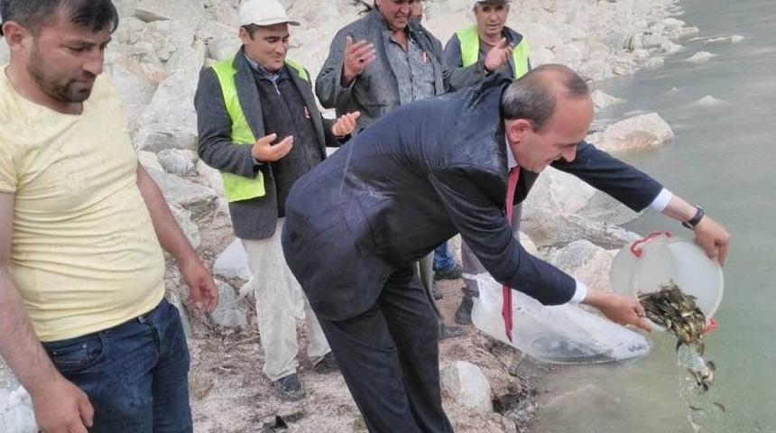 &Ccedil;avdarhisar Sulama Barajına Pullu Sazan Bırakıldı