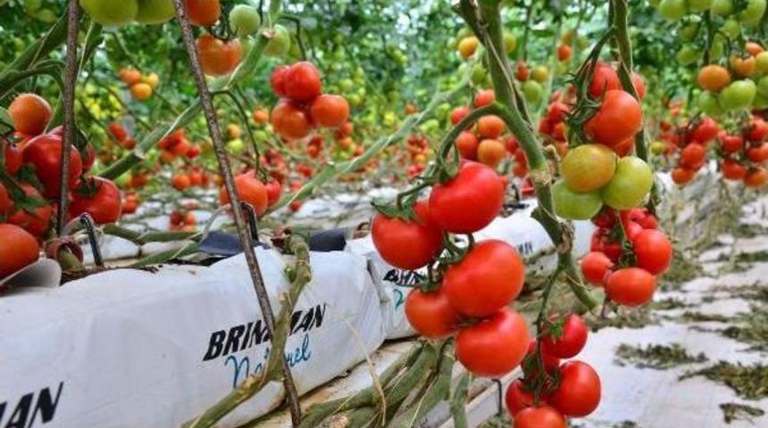 Domates Fiyatlarını Kara Kış Y&uuml;kseltti