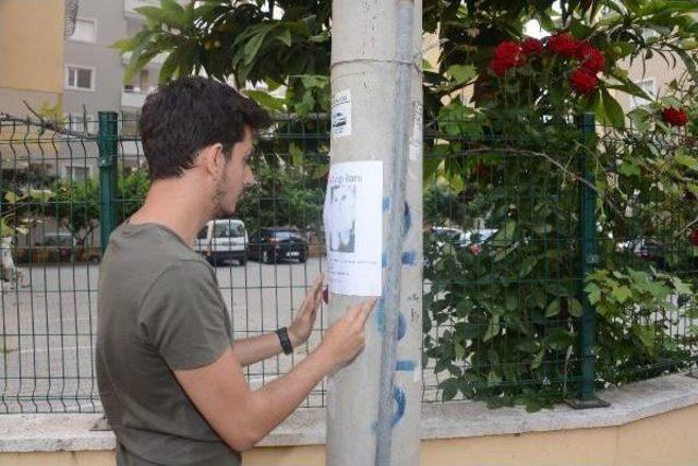 Kedi lula yı Getirene 1000 Lira Ödül 1