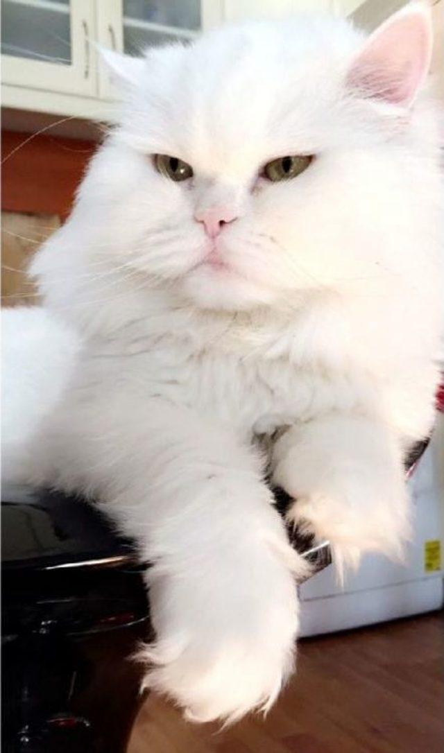 Kedi lula yı Getirene 1000 Lira Ödül 2