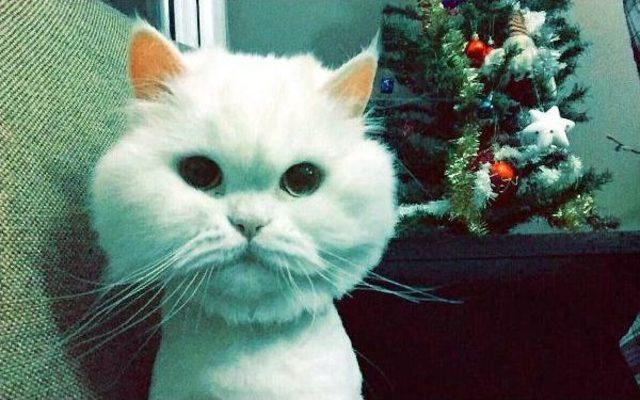 Kedi lula yı Getirene 1000 Lira Ödül 3