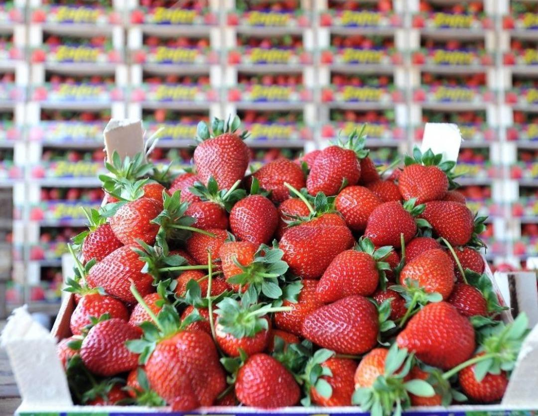 &Ccedil;ileğin Başkentinde Hasat Bereketi