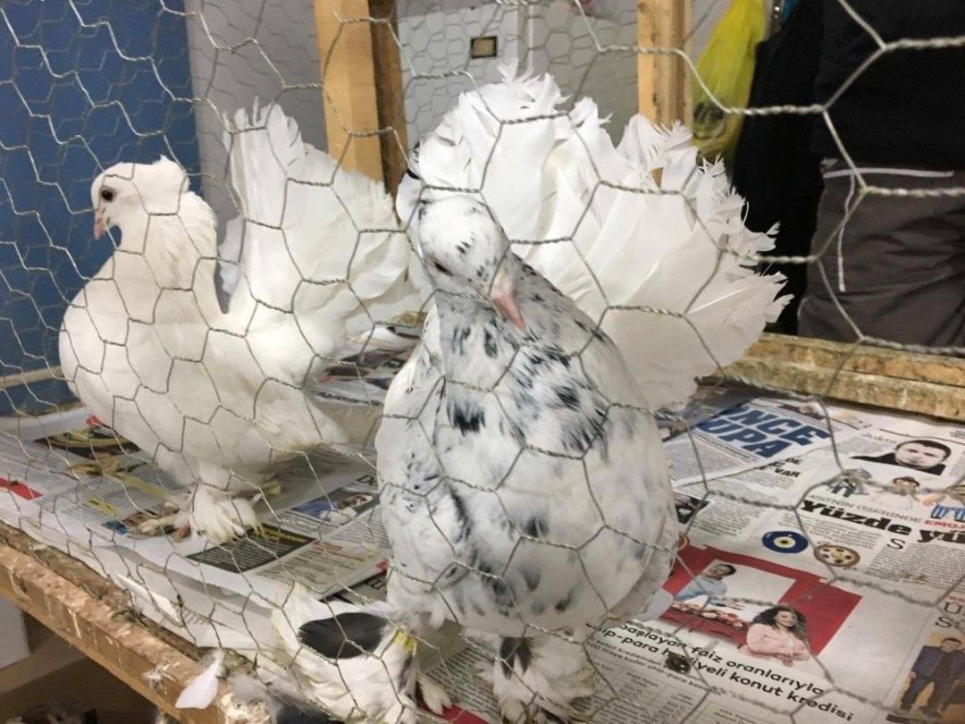 Tokat&rsquo;ta Mezat K&uuml;lt&uuml;r&uuml; Yaşatılmaya Devam Ediliyor