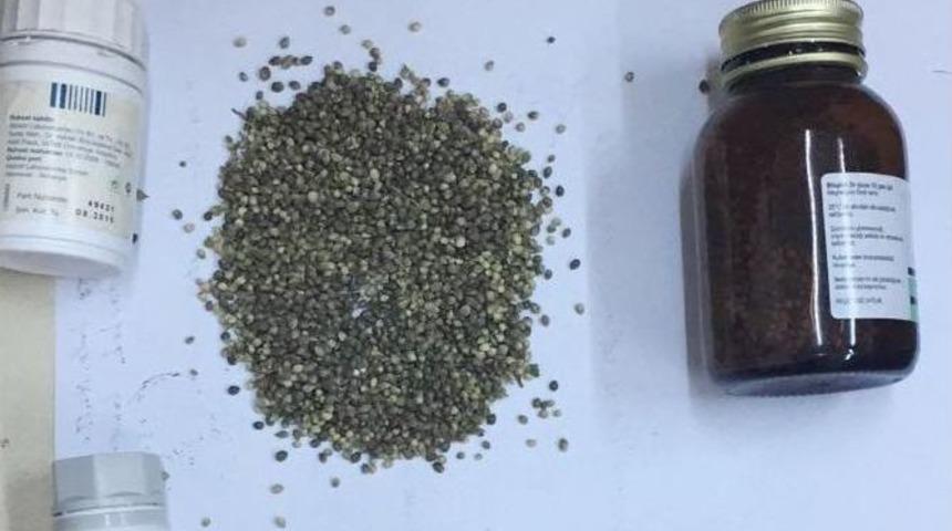 Evin Damında Kenevir Serası