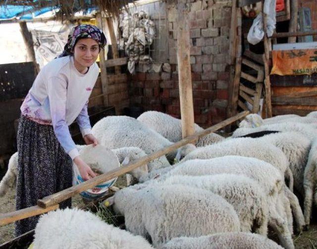 Balkan Şampiyonu Yasemin, Köyünde Antrenman Yapıyor