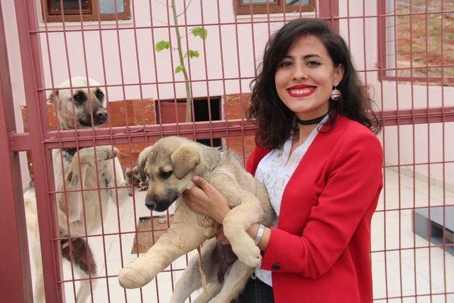 Elazığ’ın Köpekleri Amerikalı Oldu