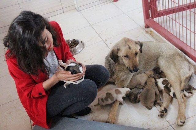 Elazığ’ın Köpekleri Amerikalı Oldu