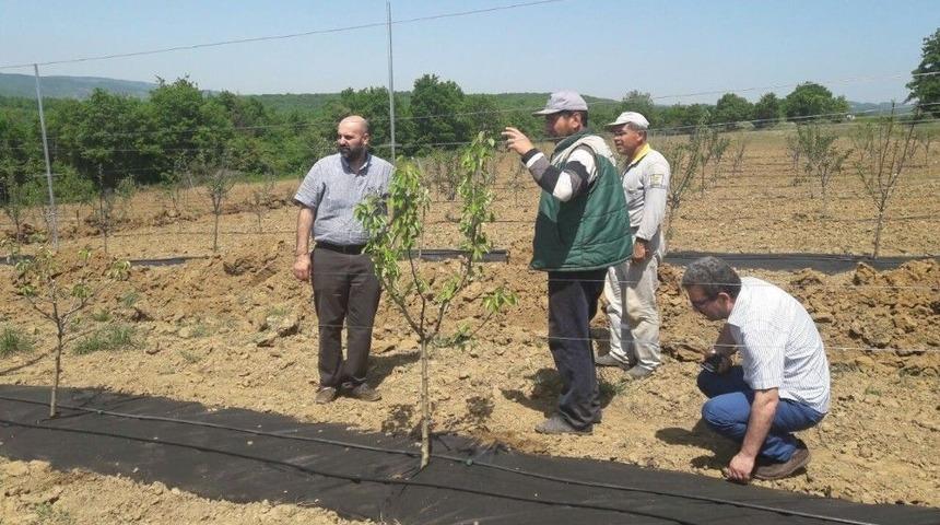 Uygulama Merkezindeki Fidanlar Meyve Vermeye Başladı