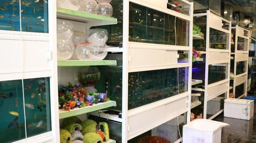 Stres Atmak İsteyen Vatandaşlar S&uuml;s Balıklarına İlgi G&ouml;steriyor