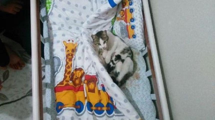 Pencereden Giren Kedi Beşikte Yavruladı