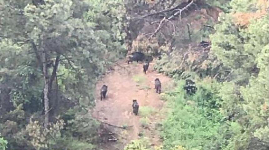 T&uuml;rk Telekom Arena Arkasındaki Ormanlık Alanda Domuz S&uuml;r&uuml;s&uuml;