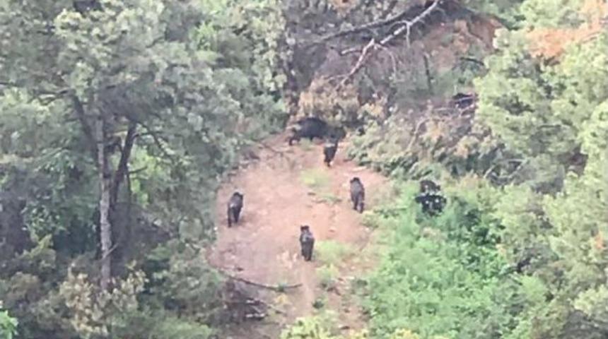 İstanbul&rsquo;da Ormanlık Alanda Şaşırtan G&ouml;r&uuml;nt&uuml;