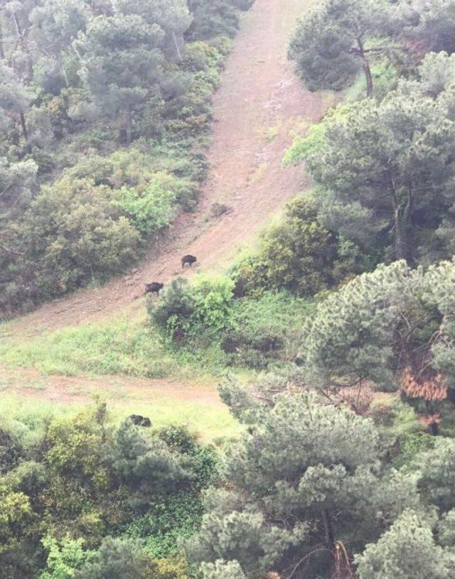 İstanbul&rsquo;da Ormanlık Alanda Şaşırtan G&ouml;r&uuml;nt&uuml; 1