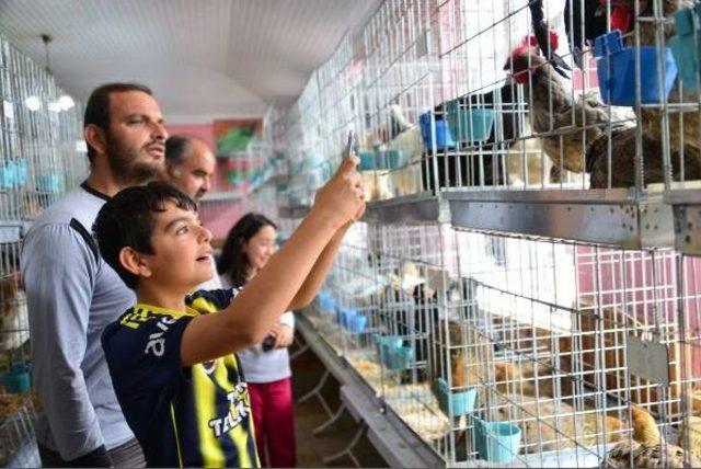 Tokat'ta Süs Tavuğu Müzayedesi