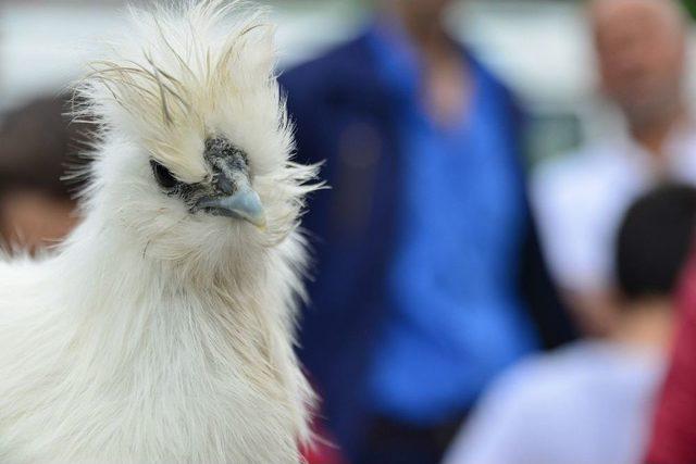 S&uuml;s Tavukları A&ccedil;ık Arttırmayla Satıldı 1