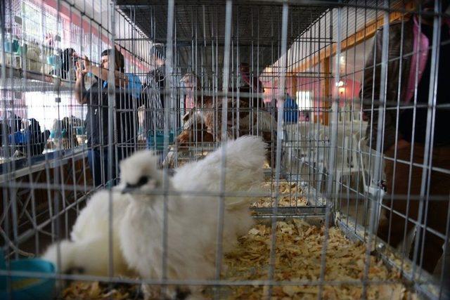 S&uuml;s Tavukları A&ccedil;ık Arttırmayla Satıldı 2