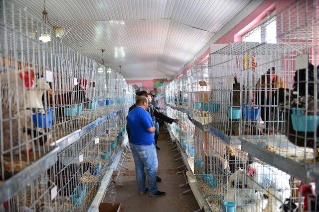 S&uuml;s Tavukları A&ccedil;ık Arttırmayla Satıldı 3