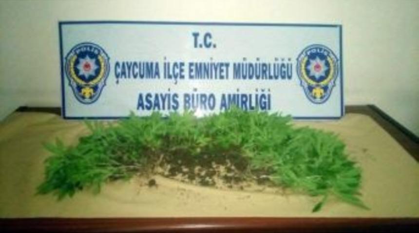 Narkotik K&ouml;peği &rsquo;dark&rsquo;, 181 K&ouml;k Keneviri Yakalattı