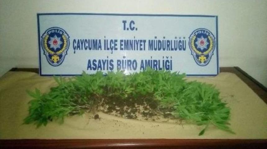 Zonguldak'ta 181 Kök Hint Keneviri Ele Geçirildi