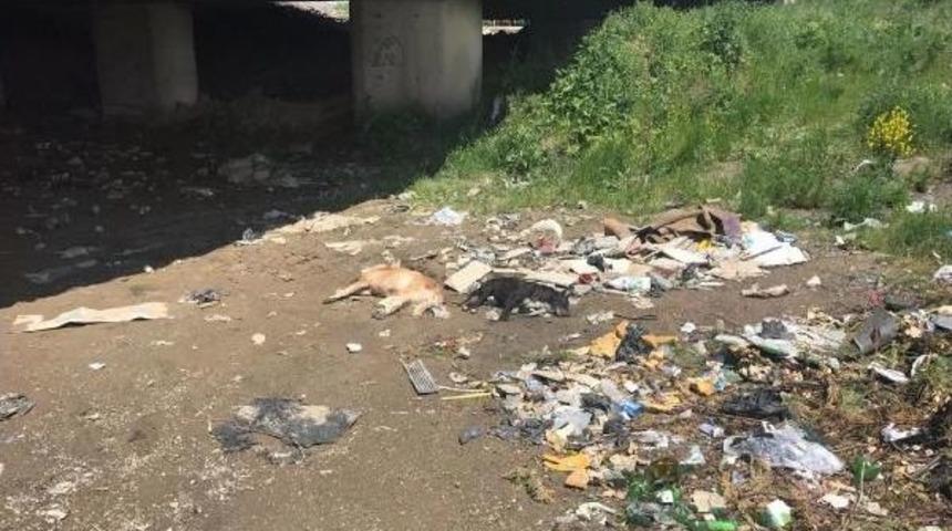 Zonguldak&rsquo;Ta 6 Sokak K&ouml;peği Zehirli Iğne Ile Telef Edildi Iddiası