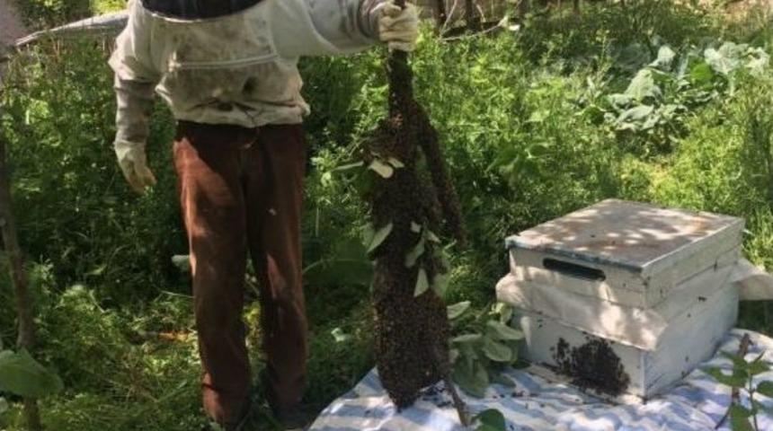 Yaşlı Dedenin Oğul Arısı Sevinci