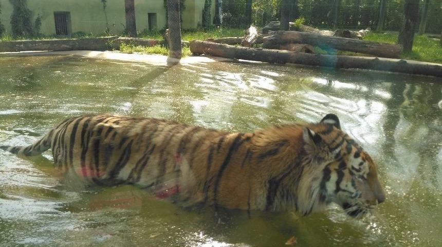 Hayvanat Bah&ccedil;esine Ziyaret&ccedil;i Akını